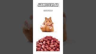 Fareler VS. Hamsterlar