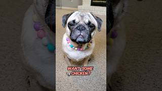 she's so annoyed with me 😆 #dog #pug #funny #shorts