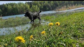 Спаниель в одуванчиках