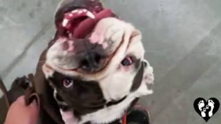 1 yr old English Bulldog Sluggo learning manners with Houston dog training