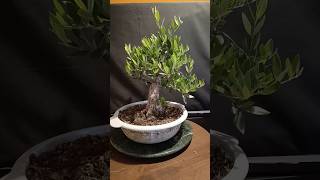 Pre bonsai de olivo, seguimos con su formación, próximo video en el canal #bonsai