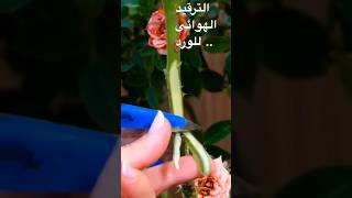 طريقة جديدة لزراعة الورد 🌹