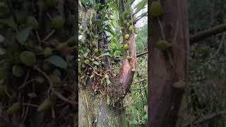 প্রকৃতির বুকে জন্ম নেওয়া অসাধারণ সব অর্কিড#bulbophyllum #crassipes#orchid#shorts @SandipOrchid