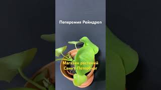 Контакты в профиле #пеперомия #peperomia #неприхотливоерастение #магазинрастений