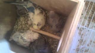 2010 parakeets dont take birth pills