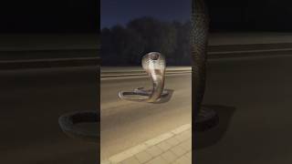 BIG Snake Roud Bolok 😱😱 #attack #bigsnake #ytshorts #viral #animals #wildanimals #snake