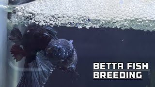 Betta fish breeding Procedure | How to breed a betta fish