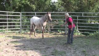 Mia og de vilde mustanger i USA. Afsnit 01. When Horses Choose. Mia Lykke Nielsen.