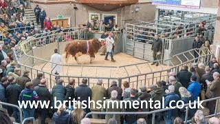 Simmental Bull Sale at Stirling February 15th 2016