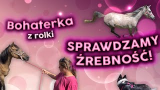 SPRAWDZAMY CZY LIWIA JEST ŹREBNA! | Badanie klaczy! | Bohaterka Rolki | Transport do kliniki |