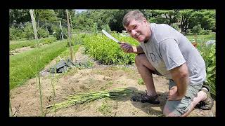 The Asparagus Plot