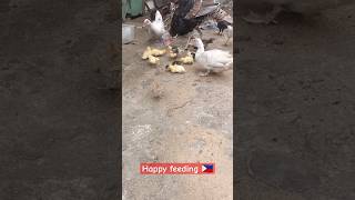 Happy Pets😍🐶🐣🦆🦃🐓Province Life🇵🇭#trending #explore #youtubeshorts #shortsfeed #shortsvideo #new #asmr