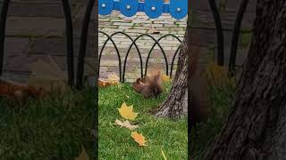 Kharkiv. Golden Autumn 2022. Gorky Park. The squirrel runs on the grass.