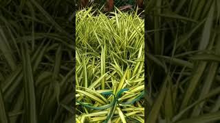 Beauty Of Pandanus