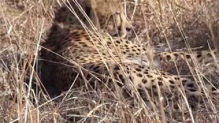 Cheetahs at Madikwe Safari, South Africa