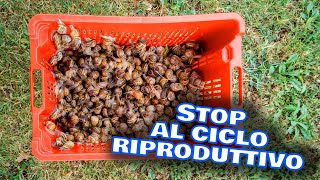 Fine del ciclo riproduttivo e Produzione!