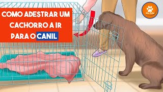 Como ADESTRAR um cachorro ir para o CANIL - Aula prática