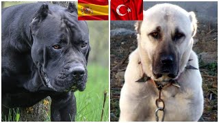 Las10 Razas de Perros Mas PODEROSOS de cada pais pt3