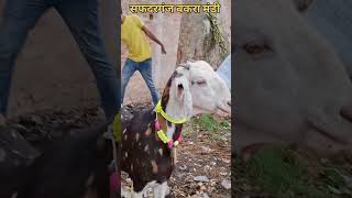 Bakra Mandi#shorts#youtubeshorts