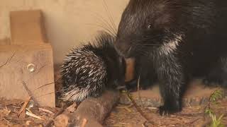 Baby porcupine at Whipsnade Zoo