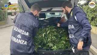 Gdf, lotta allo spaccio: scoperta una coltivazione di marijuana in un giardino privato