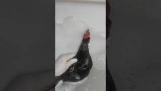 Mr. Link Gets His First Bubble Bath at CHOE Santuary for Rescued Chickens