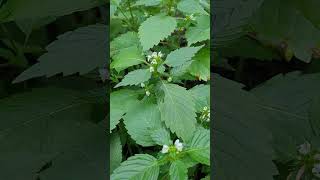 Le Galéopsis, Plante Respiratoire Expectorante - Hemp Nettle, Expectorant Respiratory Plant