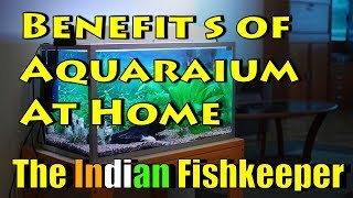 Benefits Of Aquarium In House | The Indian Fishkeeper