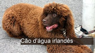 Cão d'água irlandês - Guia completo da raça!