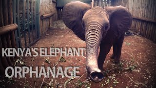 Kenya's Elephant Orphanage.