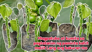 MALIIT LANG BA ANG LUGAR MO?  ITO NA ITANIM MO PAMINTA O BLACK PEPPER, MAGANDA ANG KITAAN DITO