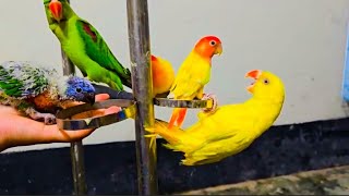 Alexander Parrot Talking | Parrot Love🥰 Talking Parrots||Pets Love Birds ❤️