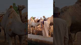 Camels on Water Tank #ytshorts #drinkingwater #shorts