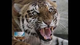 Tigre asesina a turista delante de su familia en Pekín