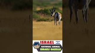 Israeli Gazelle National Animal of Israel 🇮🇱