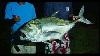 Pêche à la réunion dans le nord.Grosse carangue 974