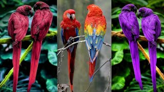 Bird video | cute birds | Short video | Anam nazeer vlog