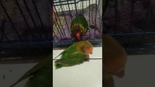 Lovebird Gaga and Jojo are getting to know each other#shorts #lovebird #burung #kicaumania