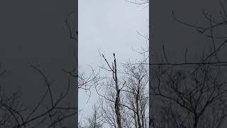 Woodpecker on a Dead Tree - Michigan