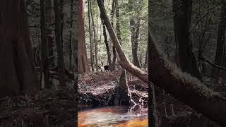 Congaree NP #camping #outdoors #kayak #kayaking #congaree #nationalpark #southcarolina #nature