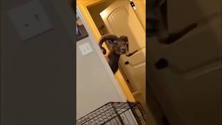 FUNNIEST VIDEOS ON THE INTERNET, PART 31 #usafunnyvideo #funnyanimals #funny