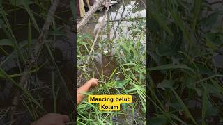 MANCING BELUT KOLAM#part12#kolam#mancing#belut#shortvideo#shorts