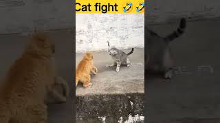 Cat fight 👑 😍 🐱💥🐱🎇#animals #funnyvideo #shorts #watch