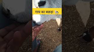 #minicow #cowvideos #animallover #animalfacts #animalvideos #emotional