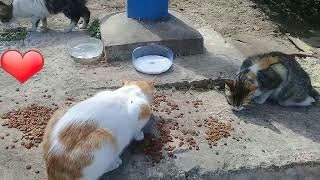 abandoned cats colony | Feeding hungry cats is