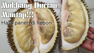 Mukbang Durian Panen Kebun Sendiri, Mantap!!!