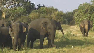 Safari Minneriya Nationalpark