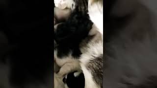 Adopted cat with seven new born kittens cute#catshorts