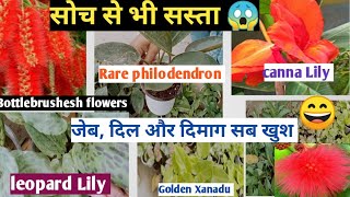 सोच से भी सस्ता/Rare Plants in your pocket budget/ Monika saini nursery