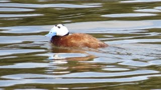 Birds of Morocco: White-headed Duck بط شوال